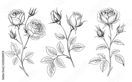 Obraz na plátně Multiple rose blooms with buds in refined vintage engraving drawing