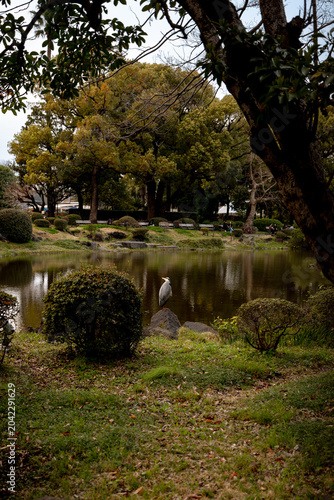 Tokyo, Japan - March 28, 2026: Grey heron standing beside pond at Hibiya Park in Tokyo, Japan
