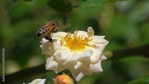 Bee on white orange rose Flower. Honeybee and Rose flower. Slow-motion 