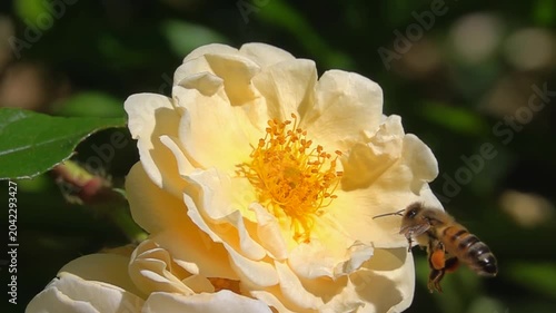 Bee on yellow rose Flower. Honeybee and Rose flower. A lot of pollen
