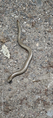 Blindschleiche