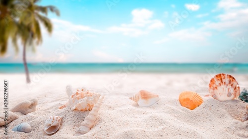 Obraz na plátně sea shells on the beach