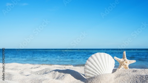Bilde på lerret sea shells and starfish on the beach