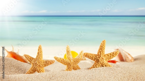 Canvas Print sea shells and starfish on the beach