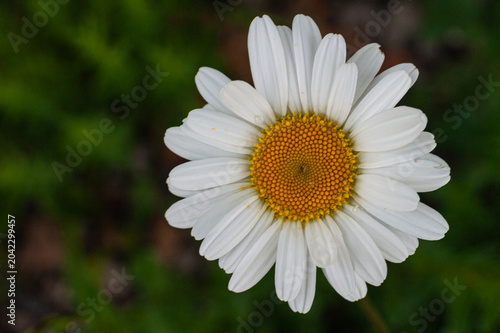 White Daisy Flower Close Up Portrait.