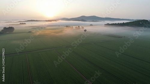Misty Morning Over Green Fields