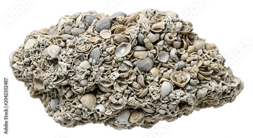 Highly Detailed Coquina Sedimentary Rock with Shell Fragments Isolated on White, Suitable for Science Education