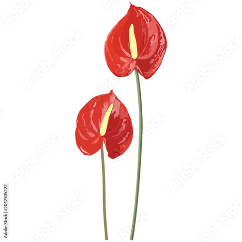 Two vibrant red anthurium flowers with yellow spadix isolated illustration, exotic tropical plants