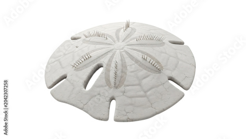 White sand dollar with starfish on it back and black background with.
