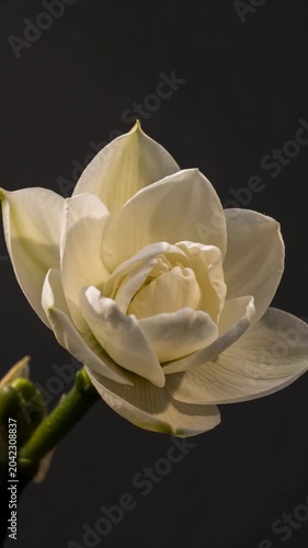 Time-lapse of a white cream gardenia flower slowly blooming from a closed bud to a fully open blossom revealing yellow stamens against a dark background, nature beauty and growth concept vertical
