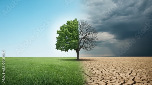 Tree split between lush green and dry cracked desert landscape representing climate change.