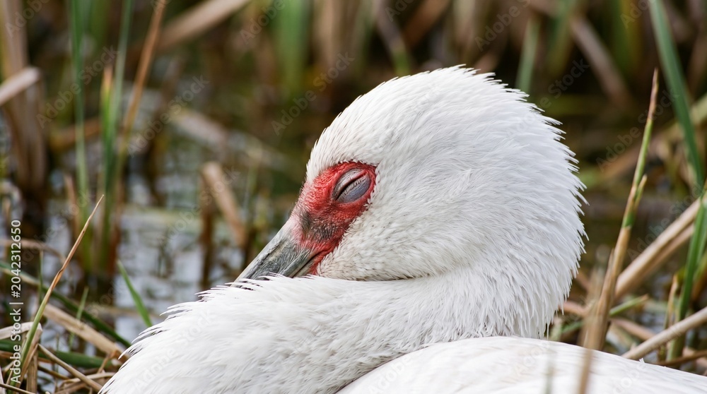 Fototapeta premium a white crane sleeps with its beak tucked into its feathers by a marsh. It evokes a delicate, elegant sense of peaceful rest.