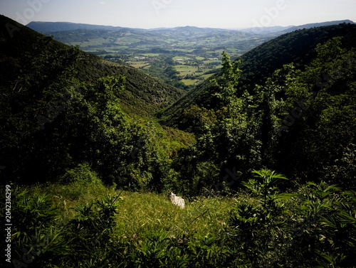 Canvas Print valle verde tra due colline boscose, con vegetazione fitta in primo piano e ciel