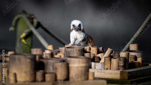 Photography Cotton Top Mandarin on a Bamboo Platform