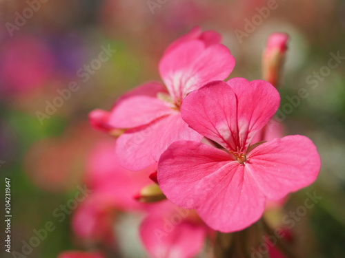 Close-up of pink geranium flowers against a background of blurred multi-colored flowers