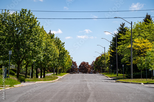 Fotografie View of tree lined suburban street under blue sky.