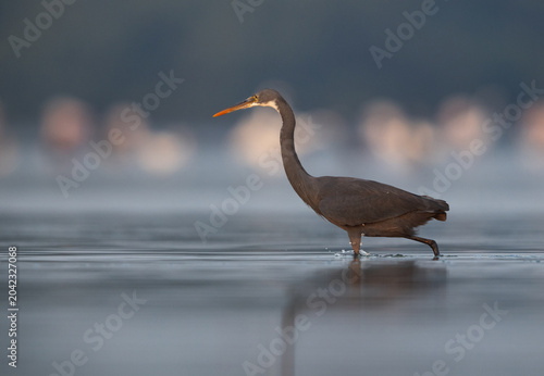 Foto Portrait of a Western reef heron fishing at Eker coast, Bahrain