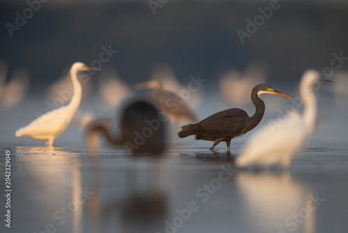 Western reef herons fishing at Eker coast of Bahrain. Selective focus on  dark morphed heron.