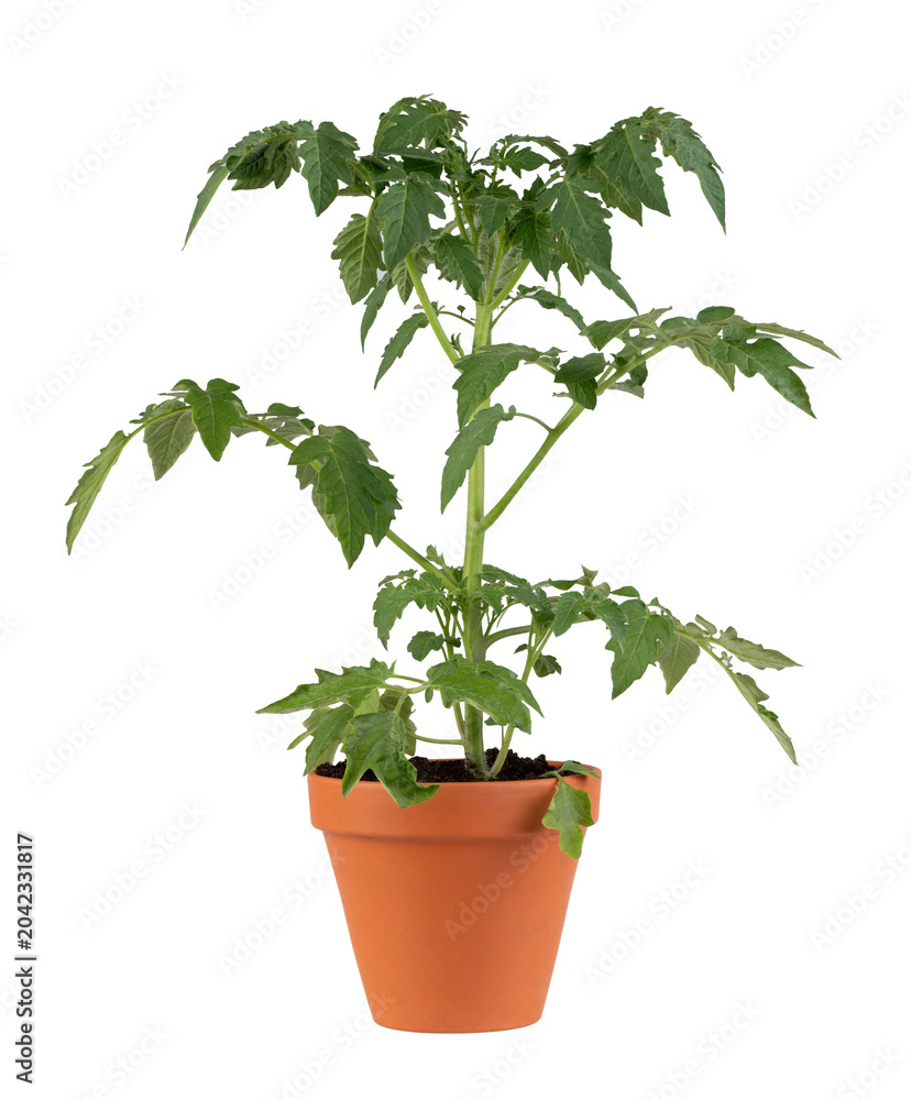 Obraz premium Young tomato plant in a teracota flower pot isolated on white or transparent background