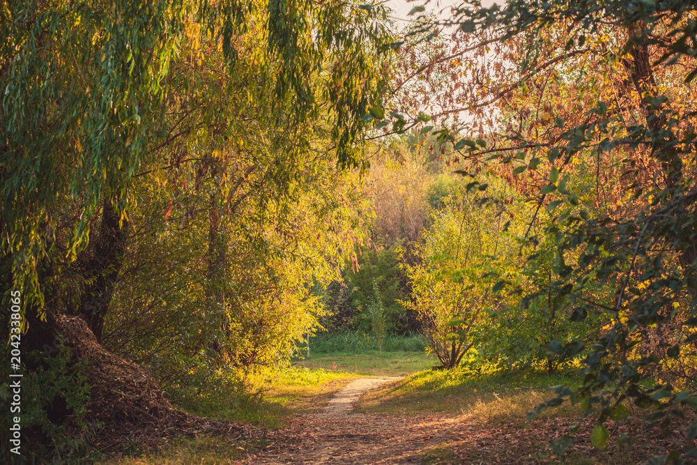 Fototapeta premium Woodland trail bathed in warm autumn sunlight. Golden hour light glows on foliage