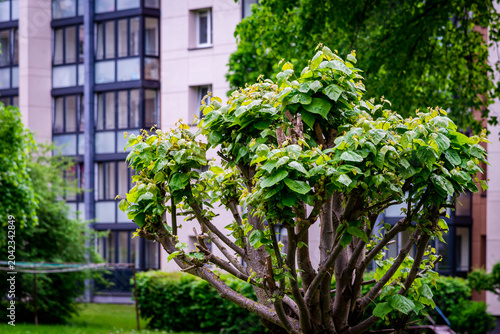 Billede på lærred A pruned tree in a city apartment building with green leaves swaying in the summer, close-up view
