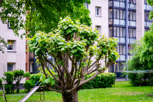 Billede på lærred A pruned tree in a city apartment building with green leaves swaying in the summer, close-up view