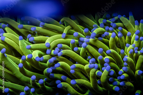 Bild auf Leinwand Holy Grail Torch Coral in Saltwater Reef Tank – Euphyllia Glabrescens with Neon