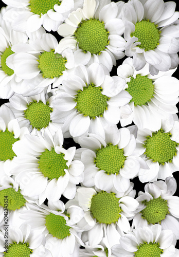 White daisy chrysanthemum flowers in closeup