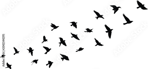 Obraz na płótnie Flock of birds flying in silhouette Keywords: birds, flock, flying, silhouette,
