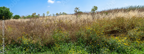  Vegetation at the Greek Orthodox pilgrimage site of the Monastery of St. Barnabas near Salamis in spring on Cyprus