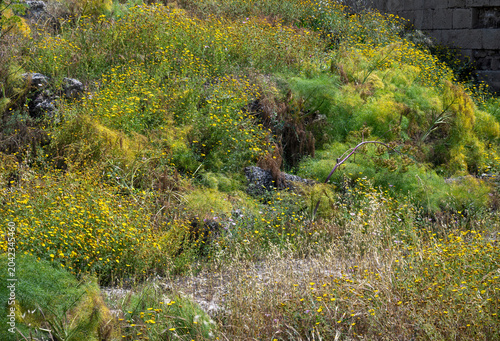 Lush vegetation with flowering plants in spring at the archaeological site of Salamis at Cyprus