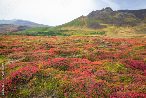Volcanic landscape lava field covered with red moss (lichen) in Western Region of Iceland