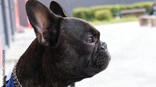 Konstfotografi Serious French bulldog sitting and looking into camera