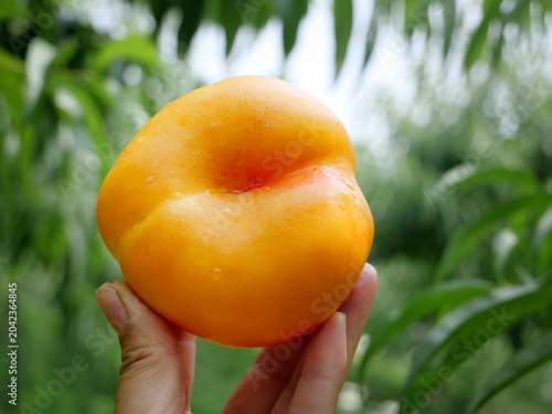 Canvastavla Fresh Golden Shandong Nectarine with Natural Split Held in Hands Against Green G