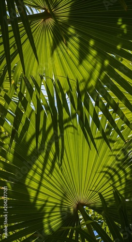 Vibrant green palm leaves bathed in sunlight, creating dappled shadows