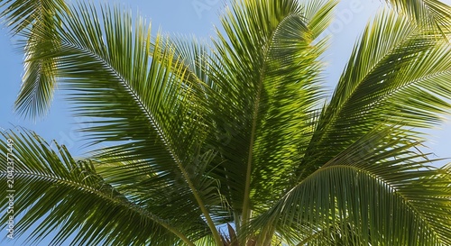 Vibrant green palm fronds against a clear blue sky, bathed in sunlight
