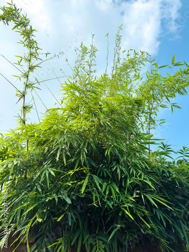 Lush green bamboo forest plants. Blue sky with tropical foliage and natural outdoor environment for sustainability, ecology, botanical. Tourism, landscaping wellness. Fresh organic nature photography