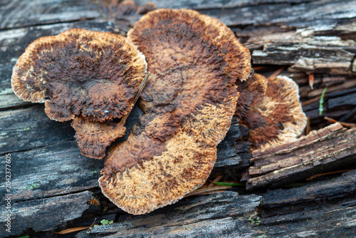 Cuadro en lienzo Brown shelf fungus growing on decaying wood in a forest setting