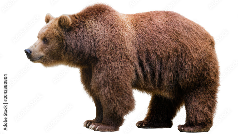 Fototapeta premium Brown bear standing profile view, isolated on transparent background