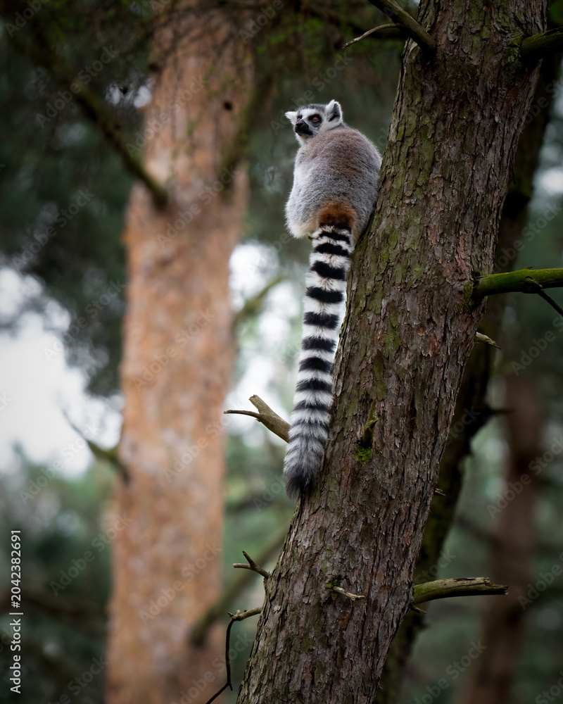 Fototapeta premium Ring-tailed Lemur Climbing a Tree