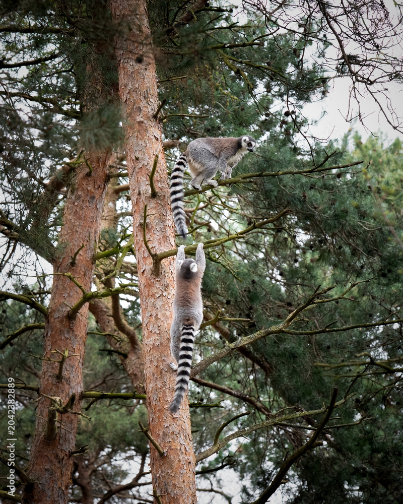 Fototapeta premium Two Ring-tailed Lemur's Climbing a Tree