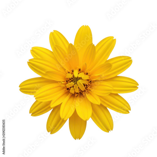 Radiant yellow sunflower with delicate layered petals