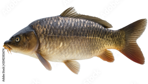 Fotografi Detailed common carp fish with scales and fins, isolated on transparent backgrou