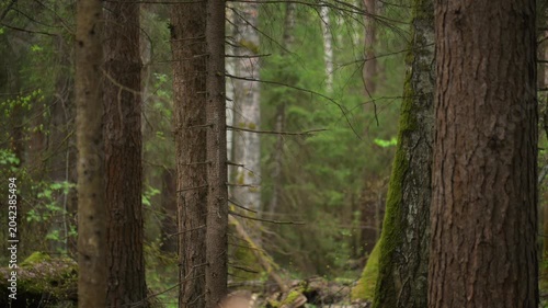 Lush green forest clearing in spring woodland