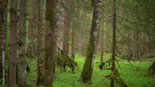 Lush green forest clearing in spring woodland