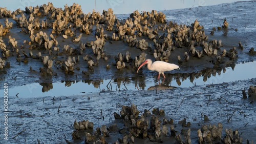 Georgia, These birds are American White Ibises (Eudocimus albus), a species of medium-sized wading birds common in wetlands and coastal areas of the Americas