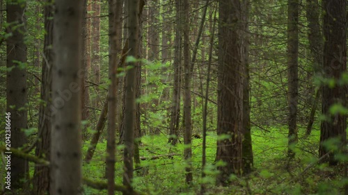 Lush green forest clearing in spring woodland