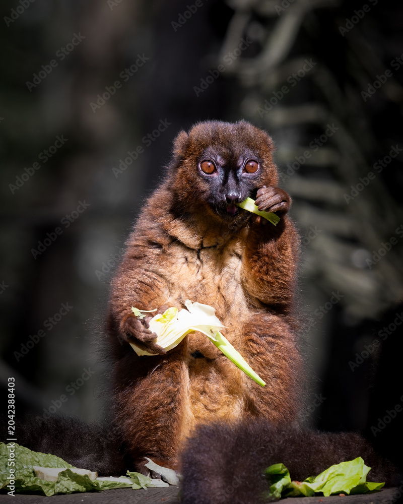 Fototapeta premium Red Bellied Lemur Lemur Feeding Close up
