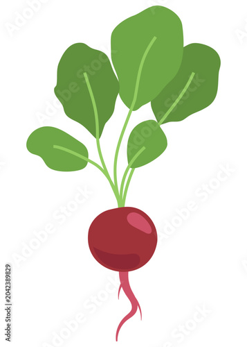 Quadro su tela Fresh organic red radish with green leaves and root, homegrown vegetable crop
