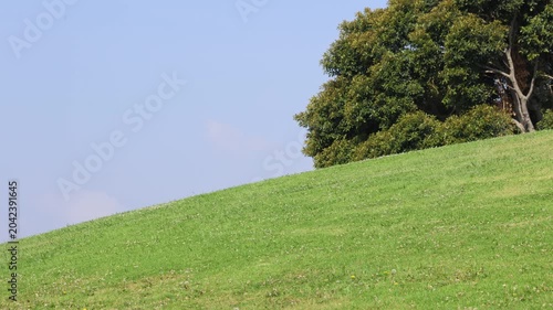 Curved Grass Hillside In Sunlight With Large Green Tree